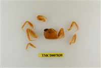 藏品(角眼沙蟹)的圖片